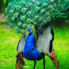 The beauty of the peacock is in its feathers. Here, you can see the different types of feathers on display as he gets ready for his courtship dance. Each feather, from the long train to the body plumage, has its own unique texture and colour, making it one of the most beautiful birds in the world.