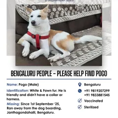 Our missing pet alerts help reunite families. When Pogo went missing from a dog boarding in Bengaluru, we quickly mobilized our network to get more eyes on the ground, helping his desperate family in their search.