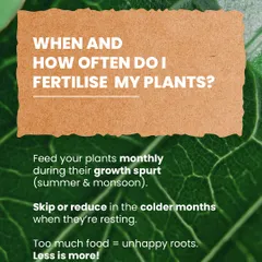 When should you fertilize? We recommend feeding your plants monthly during their growth spurts in summer and monsoon, and reducing it in colder months. Remember, less is more!