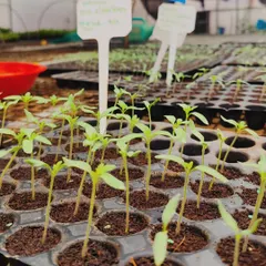 A series of images showing the process of preparing our seedlings for transplantation. From carefully sowing seeds into trays to watching them sprout, this is a crucial first step in our crop cycle.