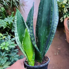 This Sansevieria Jaboa is a less common variety with wide, mottled leaves. Like all snake plants, it's a great choice for beginners.