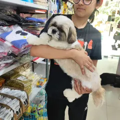 A young pet parent holding her freshly groomed Shih Tzu. We aim to provide a comfortable and positive experience for both pets and their owners during every visit.