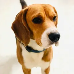 A full-body shot of a curious Beagle, his tail just a blur of happy motion.