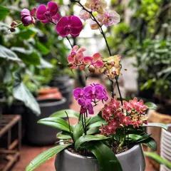 This multi-hued orchid arrangement is a true showstopper. We combined different varieties of Phalaenopsis orchids in shades of magenta, pink, and sunset orange to create a vibrant and dynamic tabletop piece.
