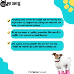 More tips for a safe monsoon: regularly check and clean your pet's ears to prevent infections, create a secure space to help with thunder anxiety, and ensure vaccinations are up to date.