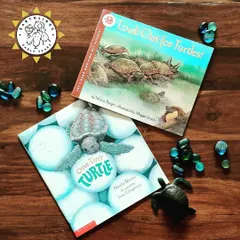 We have so many wonderful books about turtles. These stories, both fiction and non-fiction, teach children about life cycles and the challenges these amazing creatures face.