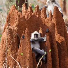 This picture of a Langur monkey sitting in an anthill like a king on his throne is one of my favourites. It was featured in the book "The Tadoba Inheritance" by Sanctuary Asia. It shows the playful and almost human-like character of these monkeys.