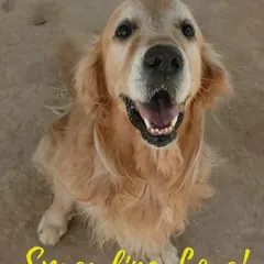 This is the look of pure happiness. We live for these moments, capturing the joyful spirit of our guests like this beautiful Golden Retriever. It’s a reminder that we’re not just a facility, we’re a place for spreading love.