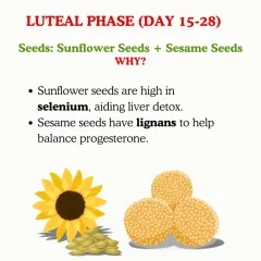 Luteal Phase (Day 15-28) Nutrition. In the second half of your cycle, we switch to sunflower and sesame seeds. Sunflower seeds are high in selenium for liver support, and sesame seeds contain lignans to help balance progesterone.