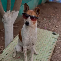 This cool dude is one of our resident Indies, proving that style and charm come in all breeds. He's waiting to meet you at the cafe.