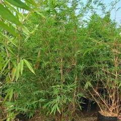 A close-up of our healthy bamboo plants, showing the dense foliage that makes them ideal for hedging and screening projects.