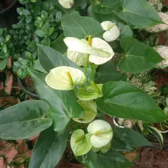This is a white Anthurium, a more subtle but equally elegant variety. It thrives in bright, indirect light and adds a touch of class to any room.