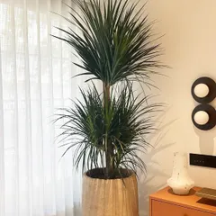 A beautiful Dracaena Draco styled as a corner plant. Its dramatic, spiky foliage adds a strong sculptural element, and when paired with a simple stone planter, it creates a look of understated luxury.