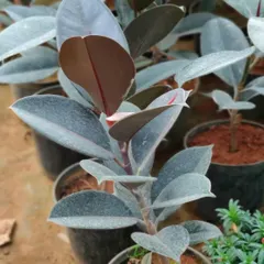 A young Rubber Fig plant in its pot. I can help you choose the right size and type of plant to fit perfectly in your home or office.
