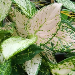 This Aglaonema variety features beautiful splashes of pink and white against deep green. It's an easy-to-care-for plant that adds soft colour and purifies the air in your home or office.