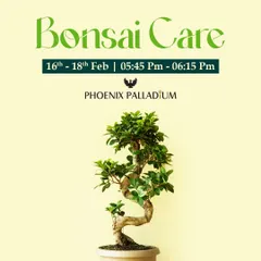 Learn the art of Bonsai Care at our specialized workshops. These sessions are perfect for both beginners and experienced hobbyists looking to refine their skills.