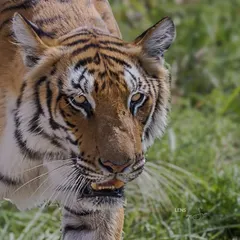 Locking eyes with a tiger in the wild is a profound experience. This young cub from the Dhikala zone of Corbett was just beginning to assert its presence. The forest always offers these unexpected, soul-stirring encounters if you are patient and present.