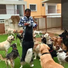 A moment of calm during treat distribution. A husky stands patiently on its hind legs while the others wait their turn. This is the result of consistent training in a group setting.