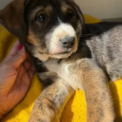 Those soulful eyes are full of hope. This little guy is gentle, loves to be petted, and is looking for a family that will give him lots of affection. He is a perfect candidate for Indie puppy adoption in Gurgaon.