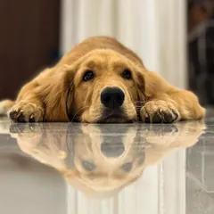 Danny, a Golden Retriever, feeling calm and relaxed. A clean environment and a structured process help dogs feel secure during their grooming session.