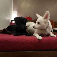 This is Bella, a young pup, learning to be calm and relaxed around my resident dog, Daisy. A key part of my program is teaching dogs polite manners in a real home environment with other animals.