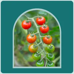 A beautiful gradient of cherry tomatoes ripening on the vine. This image captures the natural growing process, showing how they transform from green to a vibrant, juicy red, packed with flavor.