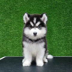 An absolutely adorable Husky puppy with striking eyes, looking extra fluffy after a gentle groom. I ensure that even the fluffiest pups get a thorough cleaning and drying for a picture-perfect finish.