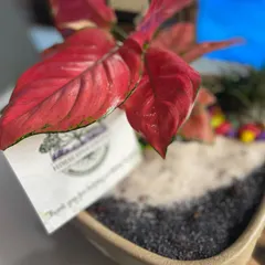 Here is another look at the customized Aglaonema dish garden. The vibrant red leaves of the plant stand out, making it a memorable and elegant desk accessory or office decoration.