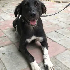 Gauri, on the road to recovery. With medical care and love, she began to heal, getting ready for the biggest journey of her life to her new family in the USA.