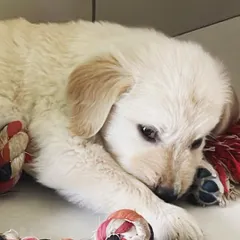 Welcome, little Leo. This Golden Retriever puppy was just 38 days old when he came for his first sleepover. We gave him a cozy spot and a rope toy to help him feel secure.