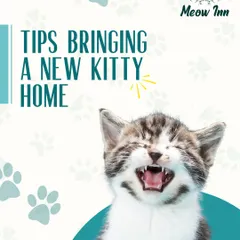 Bringing a new cat home is a big step, and we are here to help make it a smooth transition. This guide covers our top tips for creating a welcoming space, ensuring your new family member feels safe and loved from day one.