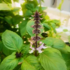 A close-up of a Thai basil flower stalk in our hydroponic garden. When herbs are this healthy, they begin to flower, which is a great sign of a well-balanced system. You can pinch these off to encourage more leaf growth.