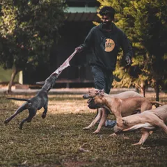 A game of tug-of-war is a great way for these Pitbulls to bond and burn energy. I always supervise group play to ensure it's safe and fun for everyone.