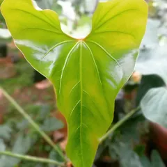 A new leaf unfurling on an Anthurium faustomirandae. This plant is known for its large, heart-shaped, and sturdy leaves that have a beautiful sheen, making it a magnificent statement piece.