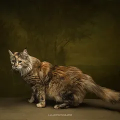 A full-body shot against a painterly green background, showing off the cat's beautiful markings and long, fluffy tail.