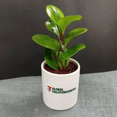 A Peperomia plant in a classic white ceramic cylinder pot, branded with the Global Solution Center logo. This is a popular and professional choice for desk plant gifts.