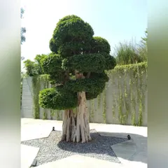 The 'star' of the show is planted. This sculpted Ficus tree is placed in a star-shaped bed of gravel, creating a unique and dramatic focal point in the courtyard, with a curtain of vines as a backdrop.