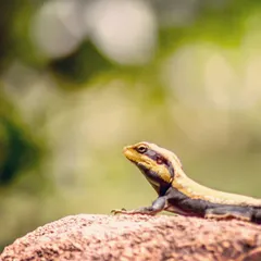 The warm sunlight caught the side of this garden lizard as it rested on a rock. The soft, blurry background helps focus all the attention on the lizard's texture and watchful pose in this nature shot.