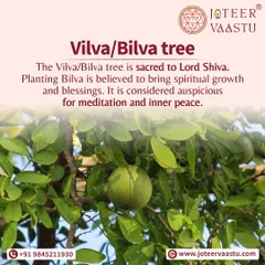 The Vilva or Bilva tree is sacred to Lord Shiva. Planting this tree is believed to bring spiritual growth and blessings, and it is considered auspicious for meditation and inner peace.