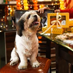 An adorable dog posing happily next to a table laden with its own Diwali treats. This shot is full of joy and is perfect for any pet brand's festive campaign.