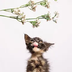 Capturing the playful spirit of a tiny calico kitten as she licks her nose. For these sessions with young animals, I use simple props like this sprig of baby's breath to create a sense of scale and wonder, making their adoption portraits irresistible.