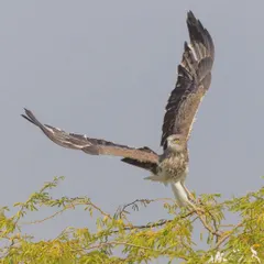 The powerful takeoff of a Short-toed Snake Eagle, a large raptor with a wingspan that can reach over six feet. This shot captures the sheer force and determination of this magnificent bird.