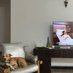 A true home-style boarding experience means your dog gets to enjoy all the comforts of home, including chilling on a comfy chair for a movie night. Here's Luffy proving that relaxation is a top priority.