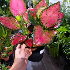 The vibrant Pink Aglaonema is one of our most sought-after plants. Its stunning pink and green leaves bring instant life and color, making it a perfect statement gift that is also easy to care for.