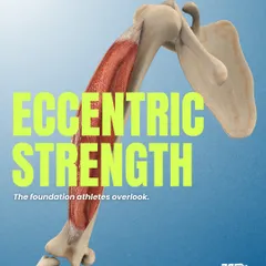 Eccentric strength is the foundation that many athletes overlook. This anatomical illustration highlights the muscle lengthening under load, a critical phase for protecting joints and transferring force efficiently.