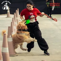 A game of tug-of-war in the middle of our cone obstacle course. I design activities that are both physically and mentally stimulating for dogs, like this fun challenge at the Pawsome Olympics.
