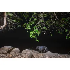 A melanistic leopard, or black panther, on its nightly patrol. My camera traps need to be robust enough to survive the elements and be ignored by the subjects to get natural shots like this.