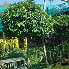 Another view of a Ficus tapari ball topiary available at my nursery. These are hardy plants that, with minimal trimming, hold their beautiful shape for a long time.