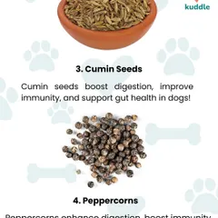 Cumin seeds and peppercorns are more than just spices. This image explains how they can boost digestion, improve nutrient absorption, and add an interesting flavor to your dog's meal.