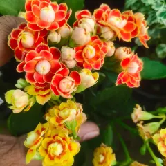 A stunning, multi-colored Kalanchoe with orange, yellow, and red blossoms. These succulents are easy to care for and provide a long season of color.